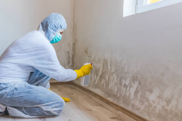 Licensed Mold Remediation service in Roslindale, MA - WQB Mold Removal