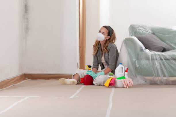 Reliable Mold Remediation contractor in Roslindale, MA by WQB Mold Removal